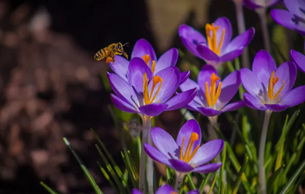 Flowers, bee, spring, crocuses, clearing, primroses, lilac, Krokus