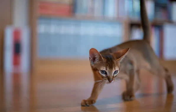 Kitty, bokeh, cat, Abyssinian cat