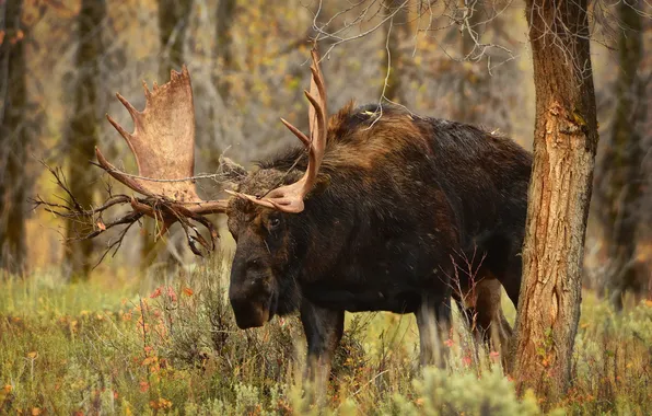 Autumn, nature, moose