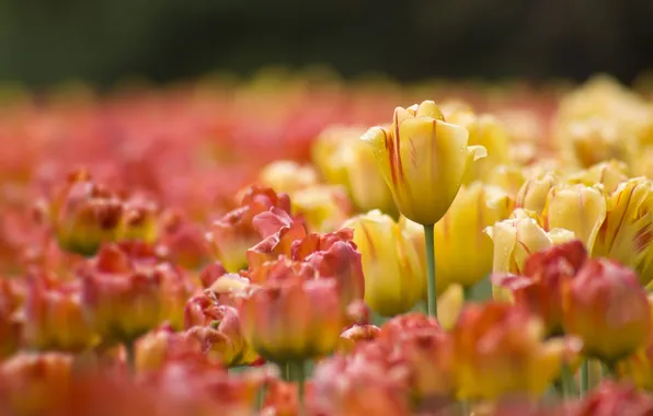 Picture blur, Bud, tulips