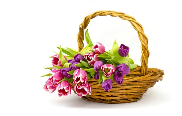 Basket, tulips, buds