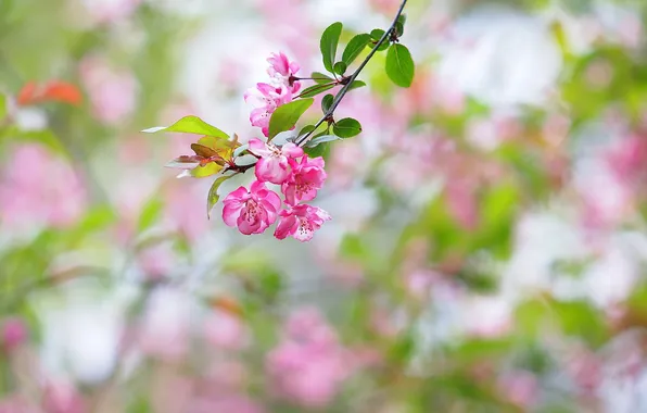 Picture leaves, flowers, background, branch, pink