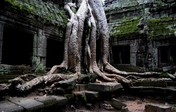 Picture stones, tree, the ruins, ruins, structure