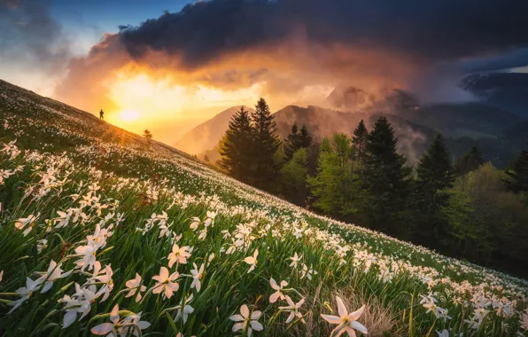 Picture field, forest, the sun, clouds, rays, light, sunset, flowers