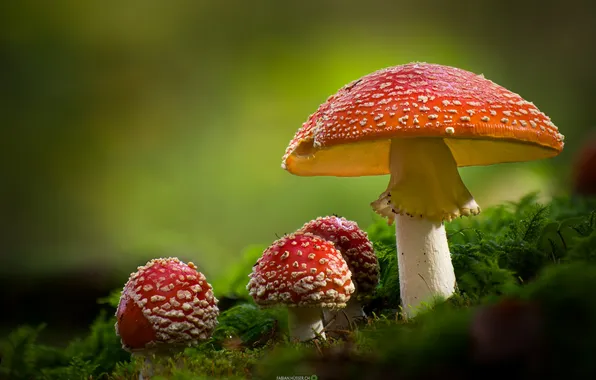 Macro, mushrooms, moss, Amanita