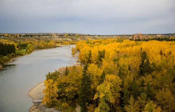 Field, autumn, forest, trees, yellow, bridge, river, home
