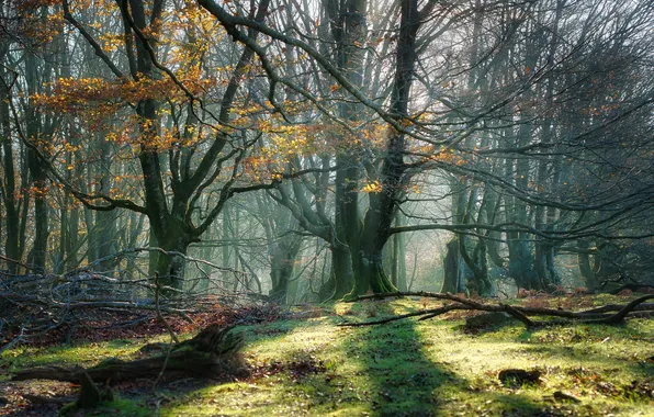 Autumn, forest, light, trees, branches, fog, trunks, glade