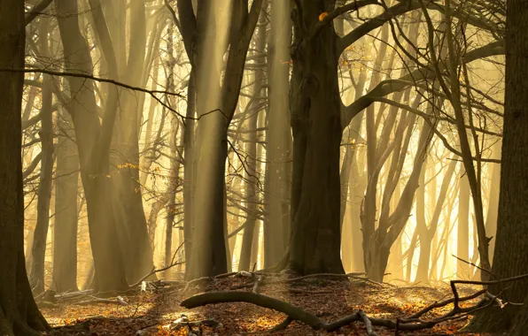 Autumn, forest, nature, fog