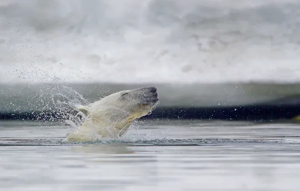 Picture Norway, polar bear, Svalbard