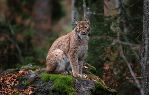 Picture autumn, forest, look, trees, pose, the dark background, stones, thickets