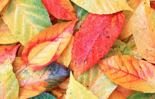 Autumn, leaves, background, colorful, background, autumn, leaves, autumn