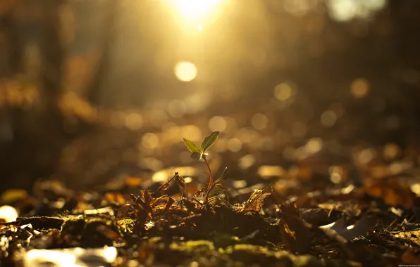 Autumn, light, Rostock