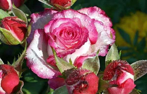 Drops, macro, Rosa, rose, Bush, petals, Bud