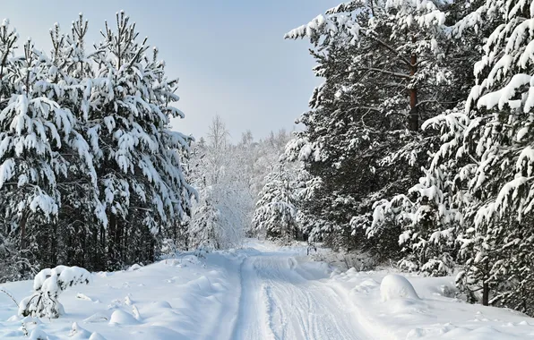 Picture winter, forest, snow, tree, Sergey Kalev
