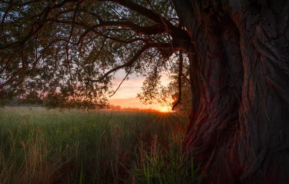 Field, grass, the sun, rays, sunset, tree, branch, trunk