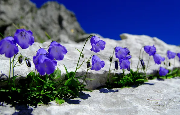 Flowers, blue, rocks, spring, bells, lilac