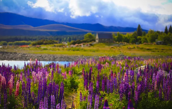 Field, forest, summer, the sky, clouds, trees, flowers, mountains
