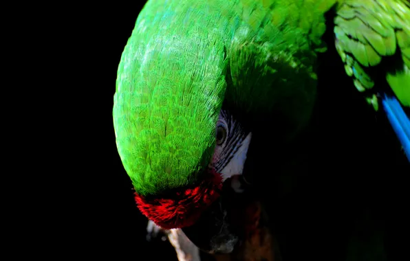 Picture BACKGROUND, GREEN, BLACK, COLOR, BIRD, FEATHERS, BEAK, PARROT