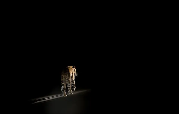 Nature, background, leopard