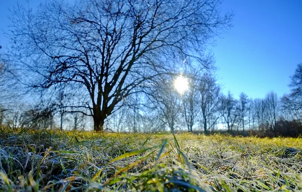 Frost, grass, nature, morning