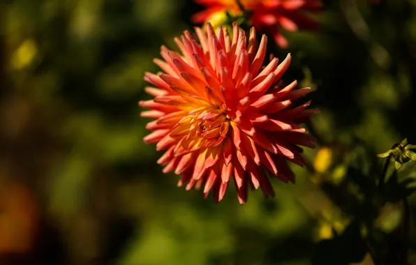 Wallpaper flower, macro, background, orange, garden, Dahlia, bokeh