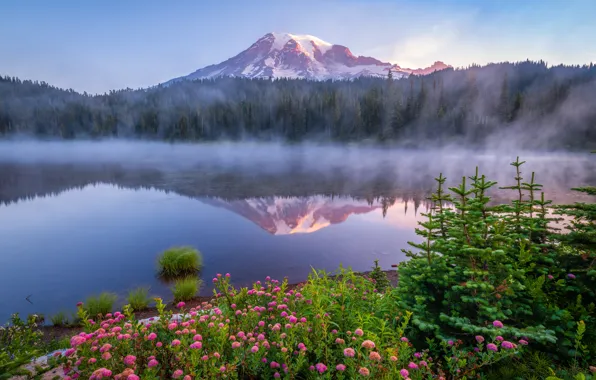 Forest, flowers, mountains, fog, lake, reflection, the slopes, USA
