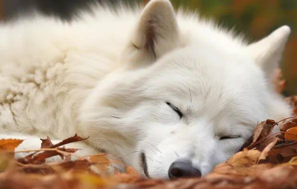 Autumn, white, face, leaves, close-up, nature, pose, stay