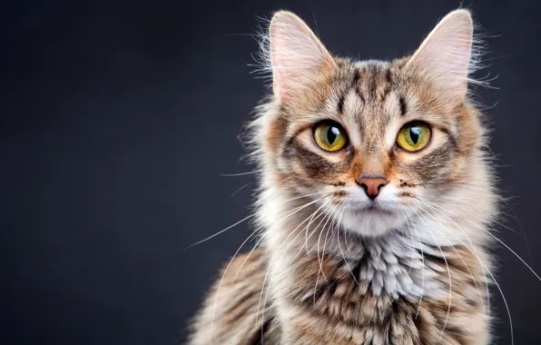 Cat, cat, background, portrait, face, striped, green eyes, spotted