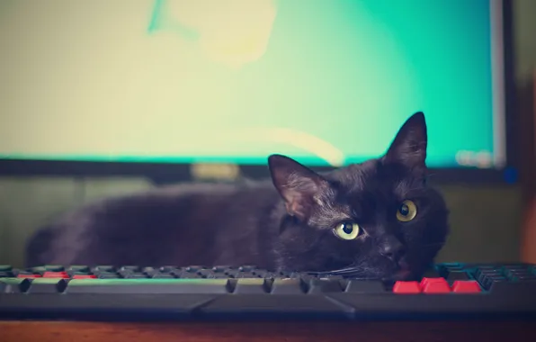 Cat, computer, cat, look, pose, black, muzzle, lies