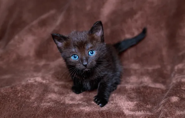 Picture look, kitty, black, blue-eyed