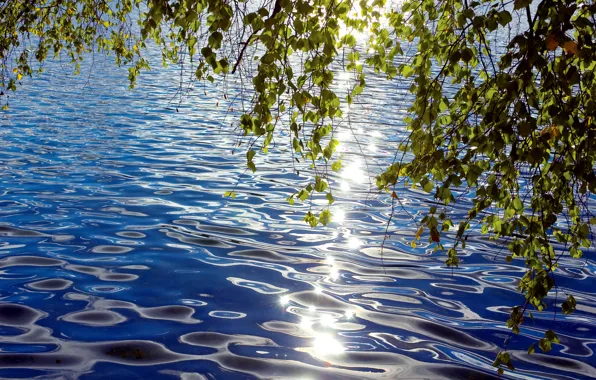 Picture leaves, branches, glare, ruffle, solar, over the water, bent