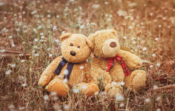 Love, toy, bear, bear, pair, love, two, bear