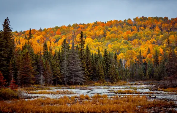 Picture autumn, forest, nature