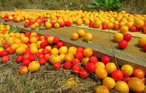 Fruit, plum, drain, Meduzanol ©