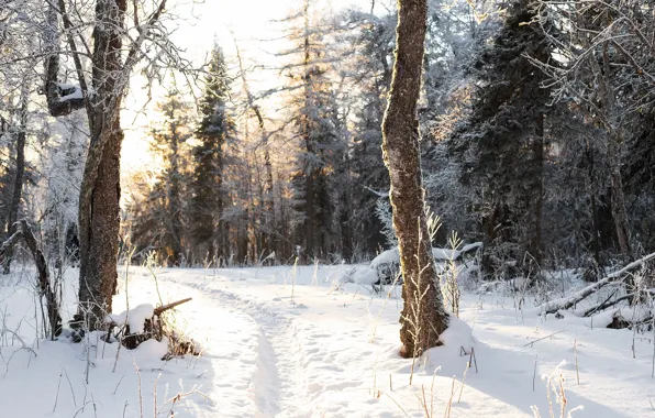 Picture snow, winter, nature, trees, path, forest, the sun, landscape