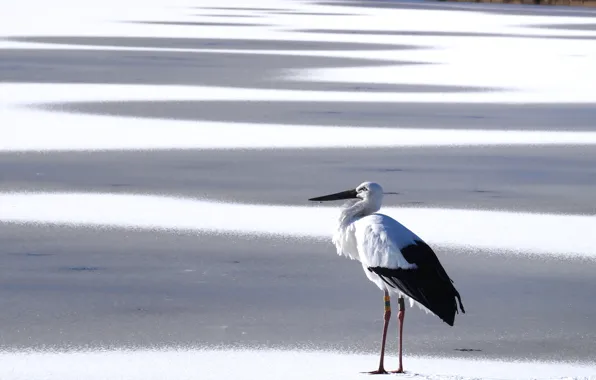 Picture snow, bird, stork