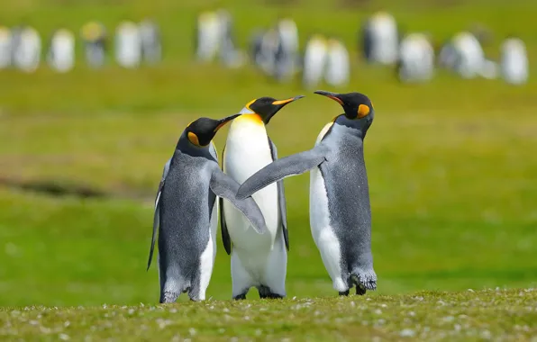Birds, glade, penguins, three, trio, communication