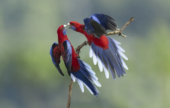 Birds, pair, parrots