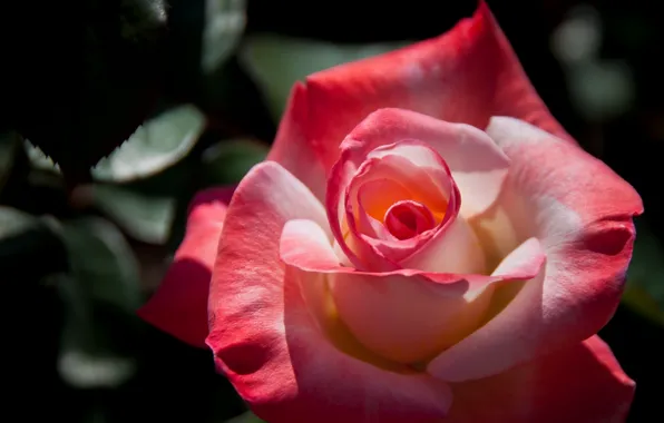 Picture macro, rose, petals, Bud