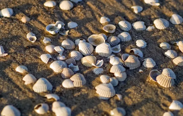 Sand, beach, light, shore, texture, shell, white, placer
