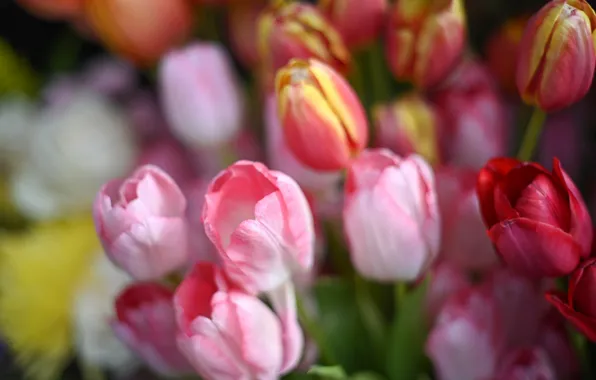Picture blur, tulips, buds