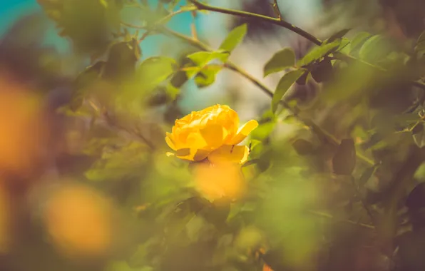 Flower, leaves, branches, rose, Bush, blur, garden, Bud