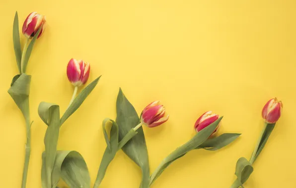 Flowers, tulips, red, red, fresh, yellow background, flowers, tulips