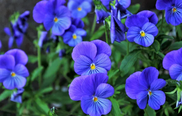 Flowers, bright, spring, Pansy, flowerbed, blue, viola