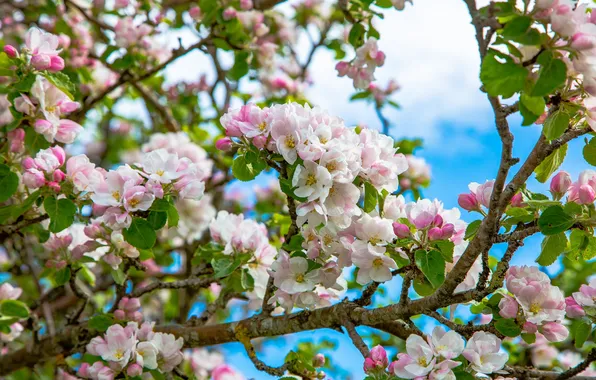 Wallpaper flowers, Apple, Apple blossoms, flowering, branches, spring
