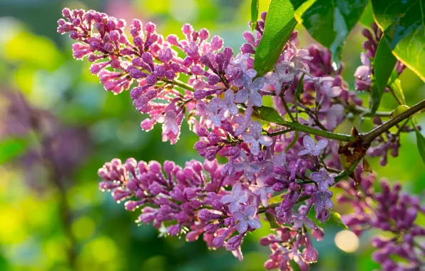 Drops, flowers, branches, spring, flowering, lilac