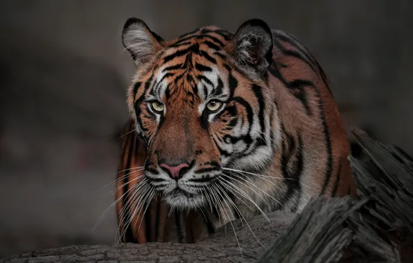 Picture look, face, tiger, background, portrait, wild cat
