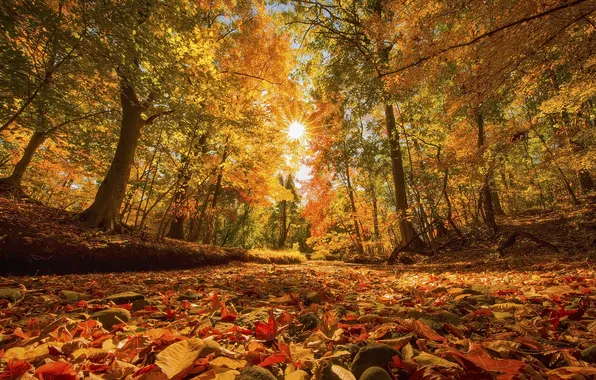 Autumn, leaves, nature