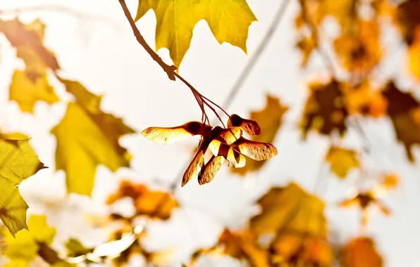 Autumn, leaves, nature