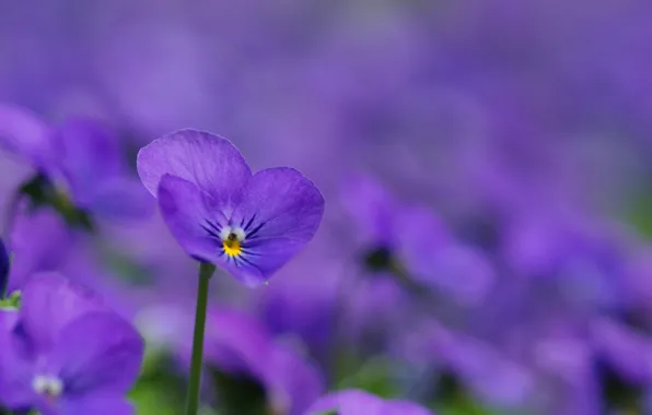 Macro, flowers, glade, petals, blur, purple, lilac, Violet